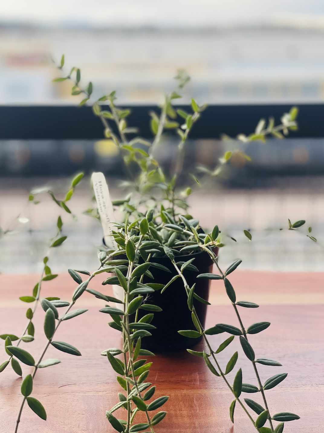 Hoya Vietnam